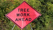 Local Tree Service Pros